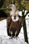 Griffon Vulture (Gyps fulvus)