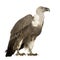 Griffon Vulture - Gyps fulvus