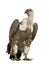 Griffon Vulture - Gyps fulvus