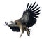 Griffon Vulture - Gyps fulvus