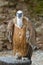 Griffon vulture (Gyps fulvus)