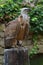 Griffon vulture (Gyps fulvus)