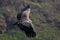 Griffon Vulture, Gyps fulvus, big birds of prey flying above the moountain. Vulture in the stone. Bird in the nature habitat, Spai