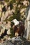 Griffon Vulture, Gyps fulvus, big birds of prey sitting on the stone, rock mountain, nature habitat, Spain