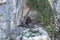 Griffon vulture - Gyps fulvus- with a chick in the nest, in the Sierra de Cazorla, JaÃ©n, Spain