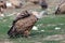 The griffon vulture Gyps fulvus at the feeding area. A large European vulture on a vulture feeding site