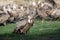 The griffon vulture Gyps fulvus, feeding on carcass. A large vulture in the foreground and a large flock of others in the