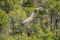 Griffon vulture gyps fulvus in flight, Alcoy