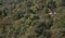 Griffon vulture Gyps fulvus in flight over a Mediterranean forest.