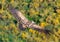 Griffon vulture Gyps fulvus. Flying down