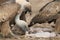 Griffon Vulture Gyps fulvus Group eating carrion,birds raptors