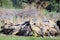 The griffon vulture Gyps fulvus, large flock of vultures to fight for food in the carcasses. A vulture with a bloodied head