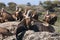 Griffon Vulture Gyps fulvus with open wings, flying scavenger