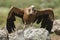 Griffon Vulture Gyps fulvus with open wings, flying scavenger