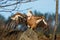 The griffon vulture Gyps fulvus,with outstretched wings,with a background of forest, falconry led by predator. Big vulture