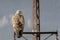 Griffon vulture gyps fulvus perched on a pole in Alcoy