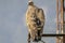 Griffon vulture gyps fulvus perched on a pole in Alcoy