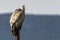 Griffon vulture gyps fulvus perched on a pole in Alcoy