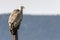 Griffon vulture gyps fulvus perched on a pole in Alcoy