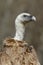 Griffon vulture Gyps fulvus, portrait