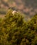 Griffon Vulture hiding behind bush
