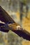 Griffon Vulture, Hoces de Rio Duraton Natural Park, Spain