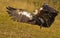 Griffon Vulture landing on the ground