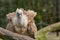 Griffon vulture looking into the camera