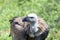 Griffon vulture looks around and looks for food for himself