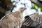 Griffon vulture portrait close up