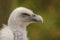 Griffon vulture portrait shot