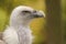 Griffon vulture portrait shot