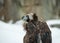 Griffon Vulture - Portrait in winter