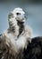 Griffon Vulture - Portrait in winter