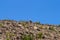 Griffon vulture, Sierra de Francia, Spain