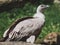 Griffon vulture sitting