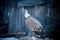 Griffon vulture sitting on the ledge of mountain