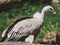 Griffon vulture sitting on a rock