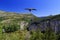 Griffon Vulture soaring above Gorges du Verdon