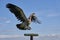 Griffon vulture speeding focused towards dead prey with spread wings