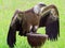 Griffon vulture on a stand