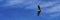 Griffon vulture taken from above while flying in the Verdon Gorges in France