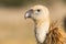 Griffon Vulture, Vale Gier, Gyps vulvus