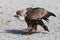 Griffon vulture walks on gravel. Big preditor bird