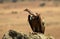 griffon vulture watches from a rock