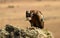 Griffon vulture watches from a rock