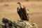 Griffon vulture watches from a rock