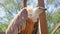 The griffon vulture in wild close up