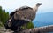 Griffon vulture in wildness