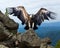 Griffon vulture in wildness area